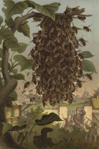 klynge bier, sværm af European School